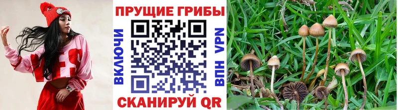 кракен как войти  Грязи  Псилоцибиновые грибы прущие грибы  где найти  